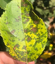 Leaves