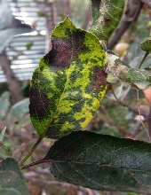 Leaves