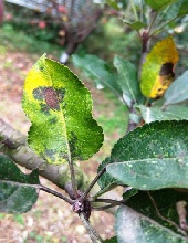 Leaves