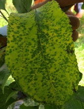 Leaves