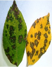 Leaves