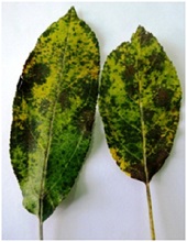 Leaves