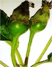 Fruits
