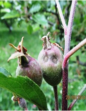Fruits