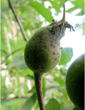 Fruits