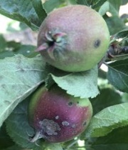 Fruits