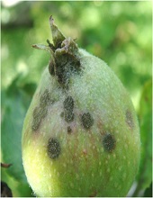Fruits