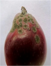 Fruits