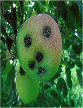 Fruits
