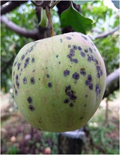 Fruits