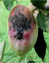 Fruits