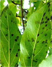 Leaves