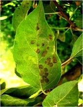 Leaves