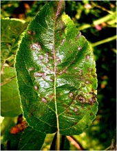 Leaves