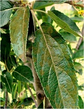 Leaves