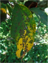 Leaves