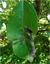 Leaves