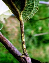 Leaves