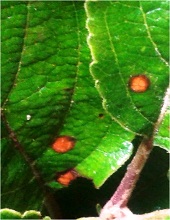 Leaves