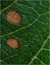 Leaves
