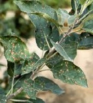 Leaves