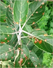 Leaves