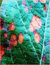 Leaves
