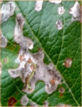Leaves