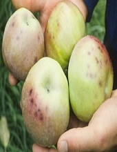 Fruits