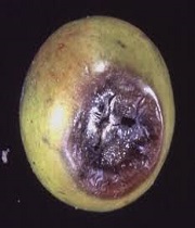 Fruits
