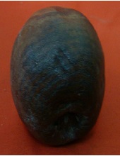 Fruits