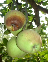 Fruits