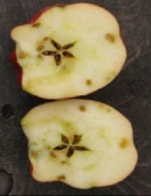 Fruits
