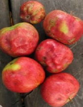 Fruits