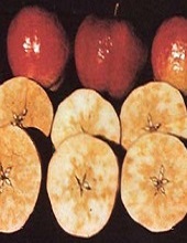Fruits
