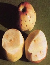 Fruits