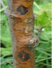 Trunk