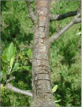 Trunk