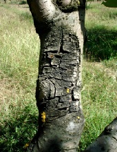 Trunk