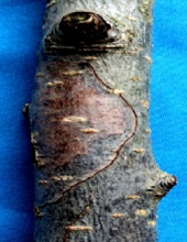 Trunk