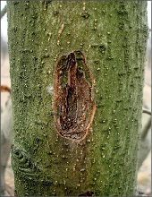 Trunk