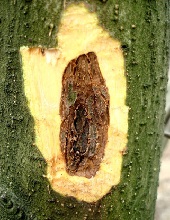 Trunk