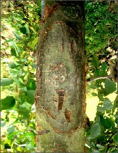 Trunk