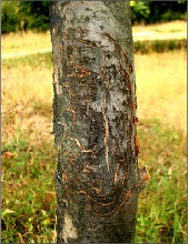 Trunk