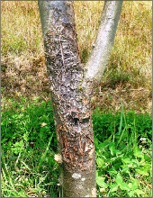 Trunk