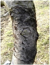 Trunk