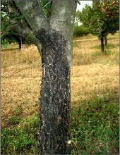 Trunk
