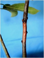 Branches