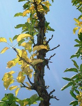 Branches