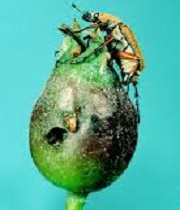 Fruits